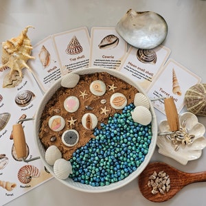 Seashells of Britain, Painted Pebbles , Nature, Shell Illustrations ...