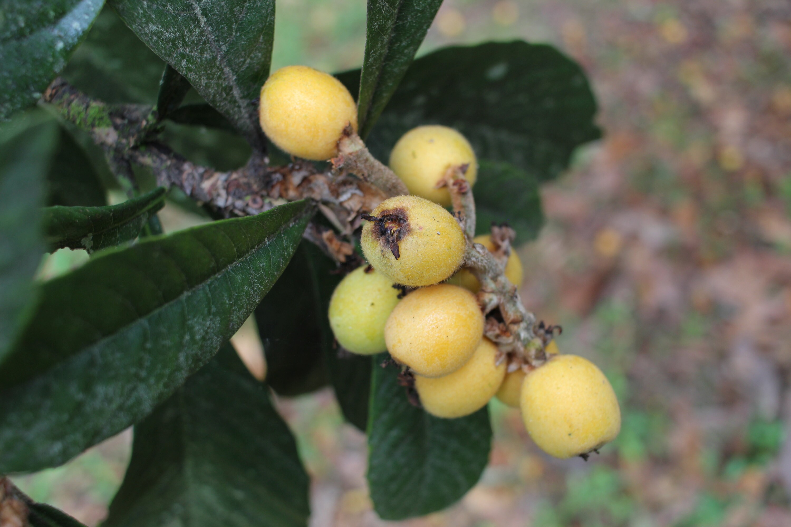 Are Loquats Poisonous To Dogs