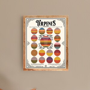 9 X 12 inch Terpenen Cannabis Educatie Poster