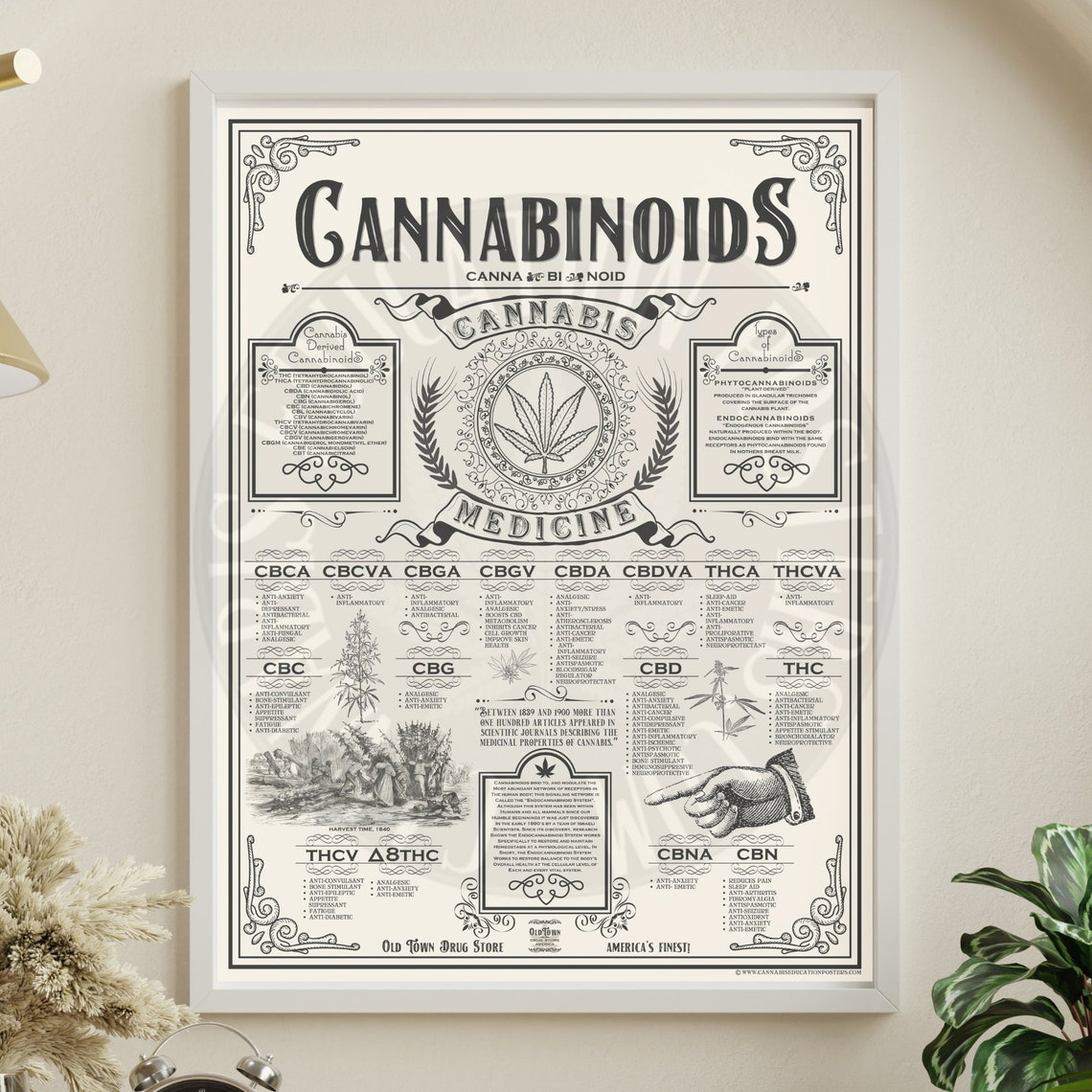 18 X 24 Inch Cannabinoids Cannabis Education Poster Etsy