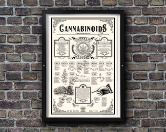 18 X 24 Inch Cannabinoids Cannabis Education Poster - Etsy
