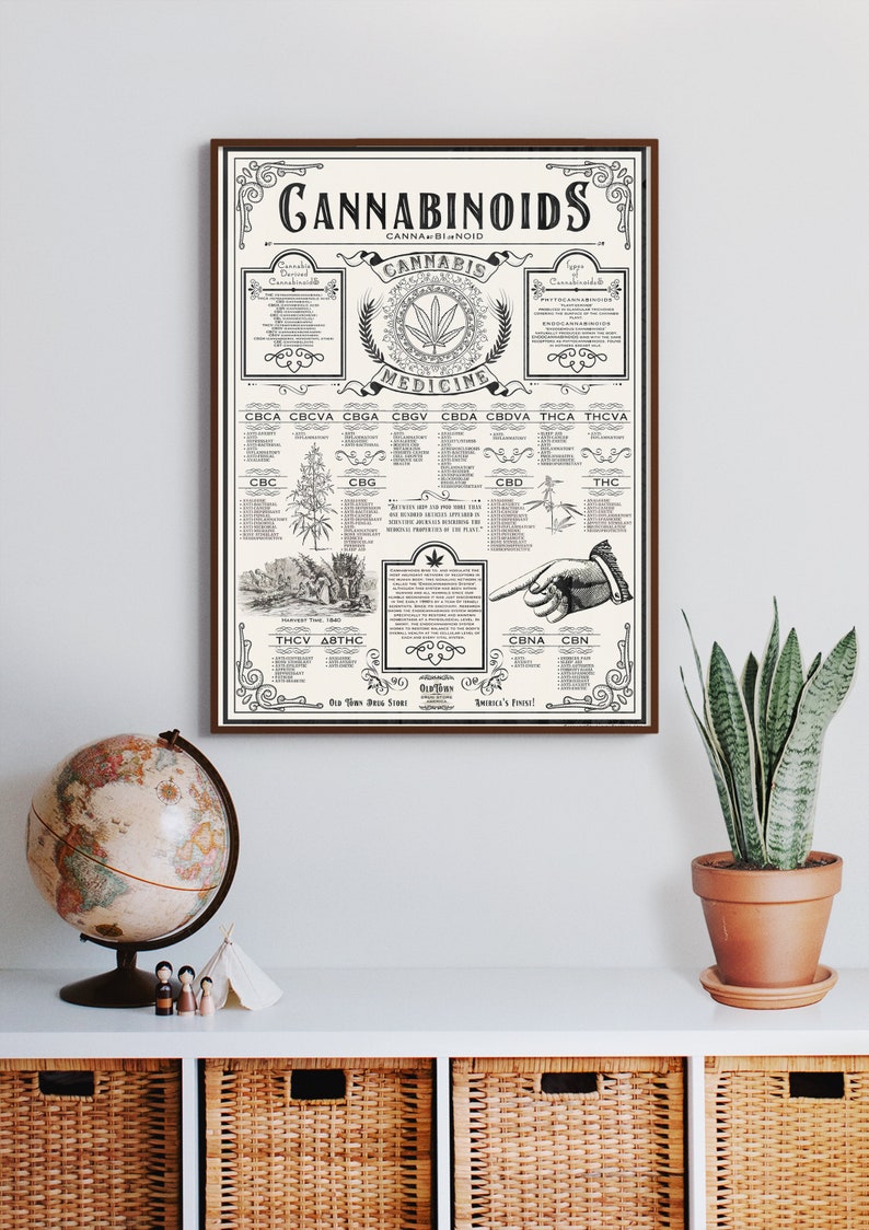 18 X 24 Inch Cannabinoids Cannabis Education Poster - Etsy