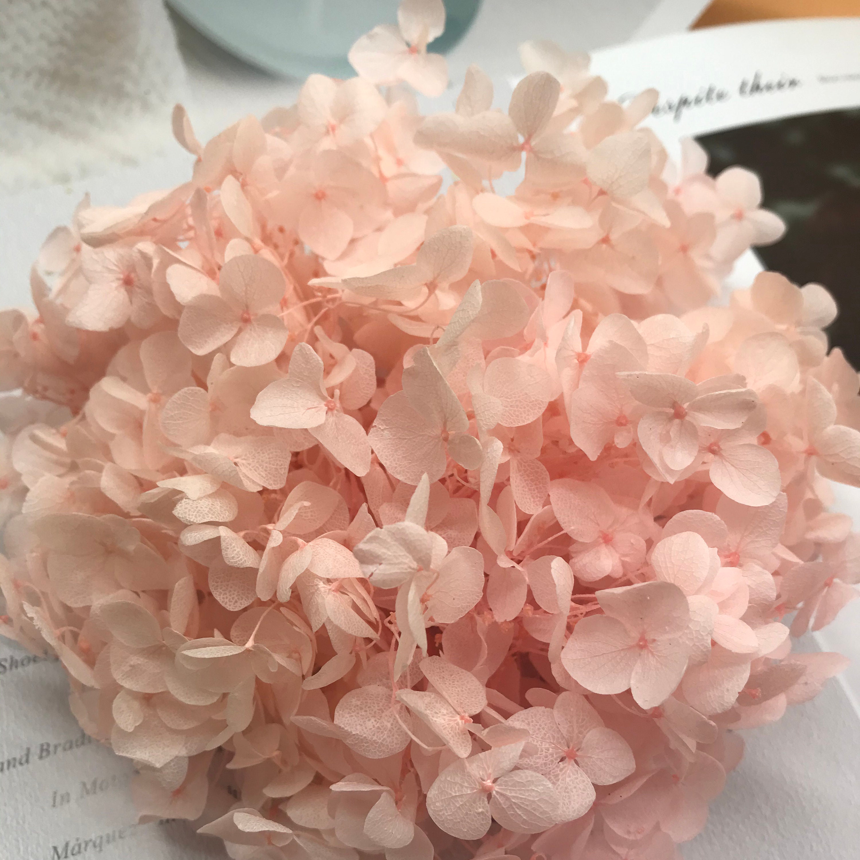 Preserved Hydrangea Flesh Pink Dried Hydrangea Preserved Etsy