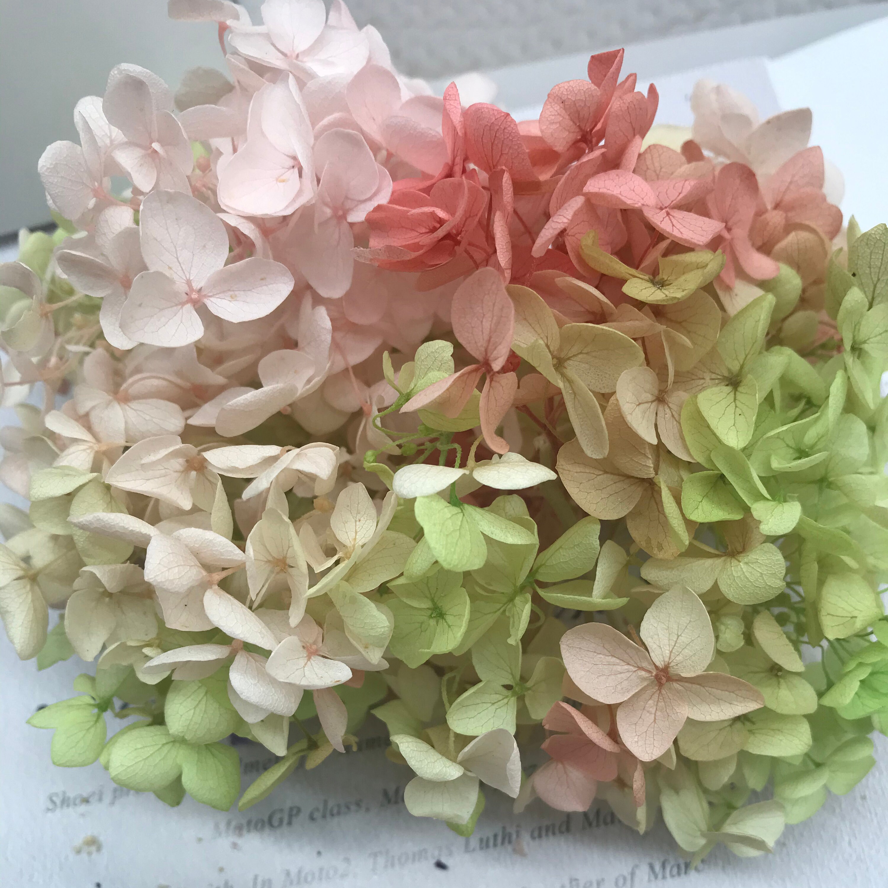 Preserved Hydrangea Green Pink Gradient Dried Hydrangea | Etsy