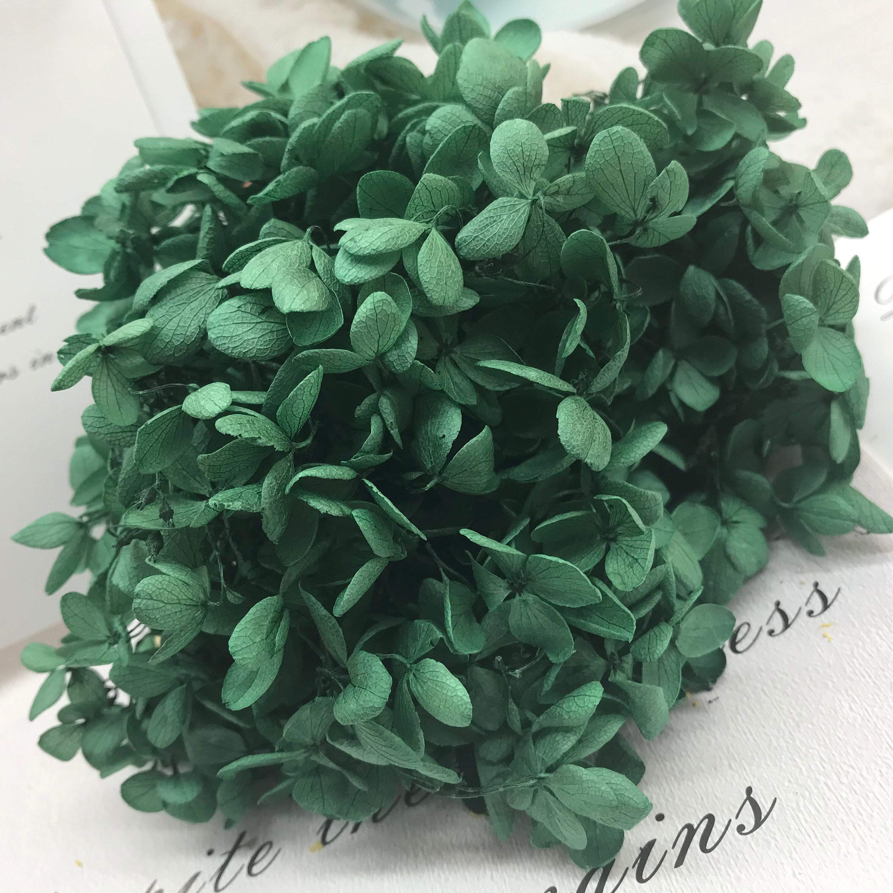 Preserved Hydrangea Dark Green Dried Hydrangea Preserved Etsy