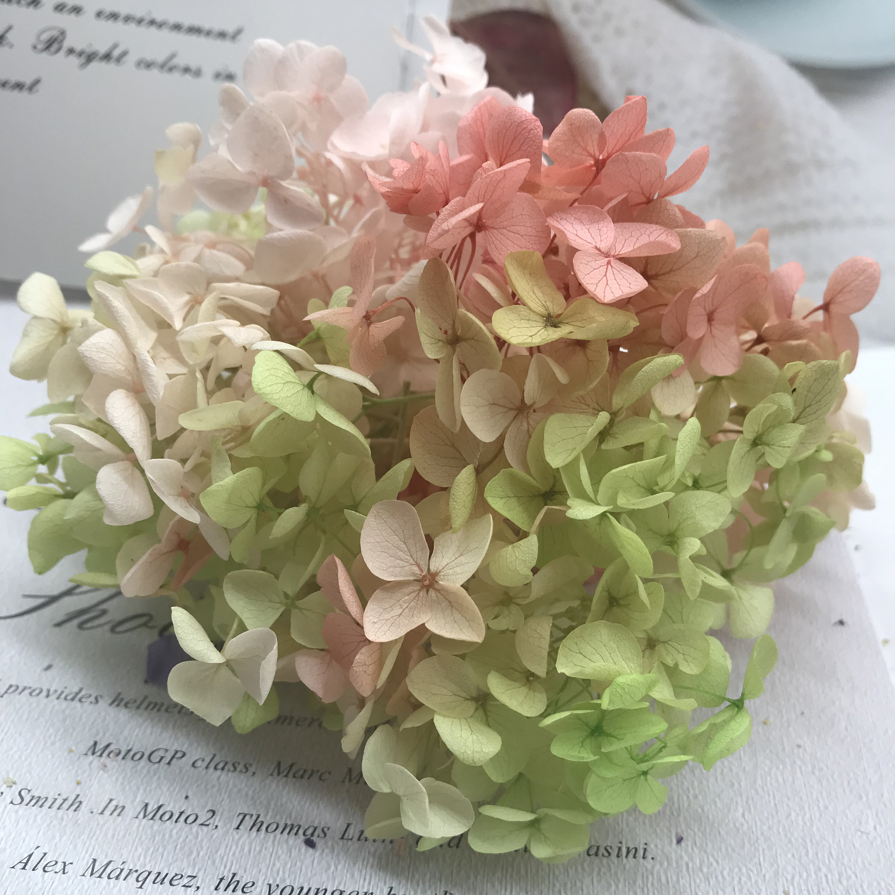 Preserved Hydrangea Green Pink Gradient Dried Hydrangea | Etsy