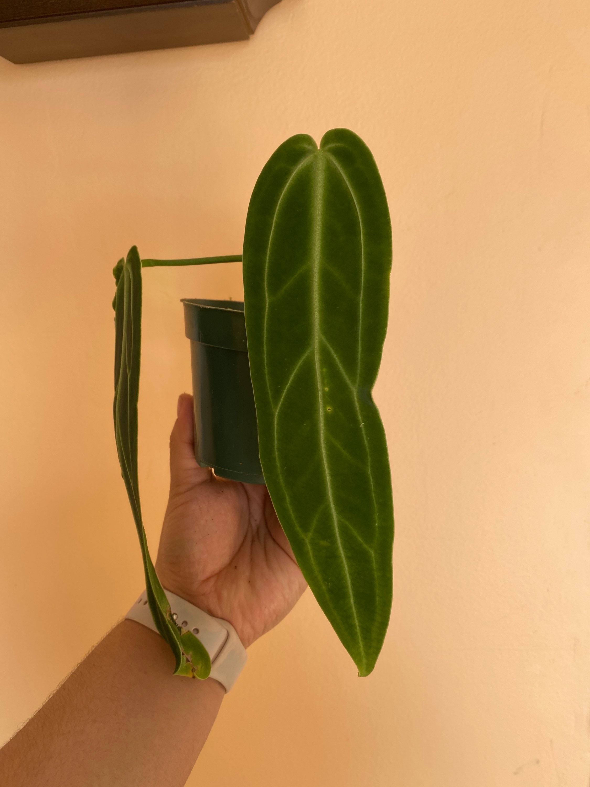 Anthurium warocqueanum narrow dark form Etsy