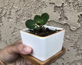 Chinese Money Tree Pilea Peperomiodes Indoor House Plant
