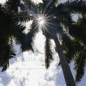 Sun shining thru palm trees(Note: these are digital downloads of photos, not an actual physical product, therefore no refunds)