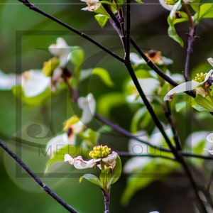Three pictures of White flowers(Note: these are digital downloads of photos, not an actual physical product, therefore no refunds)