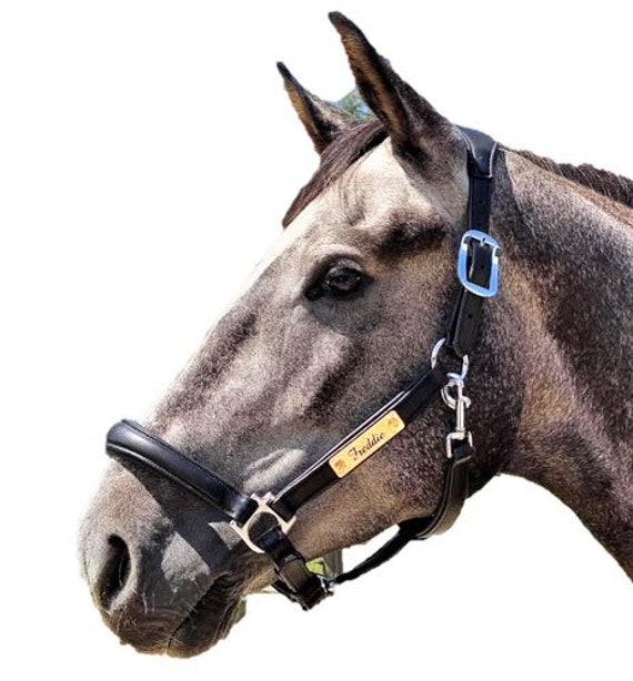 Engraved leather headcollar Clearance