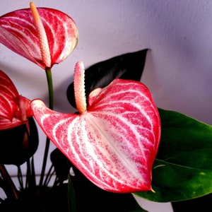 6" Large Anthurium Livium - Air Purifying Plant - Live House plant