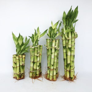 Lucky Bamboo Stalks - Different Sizes Available