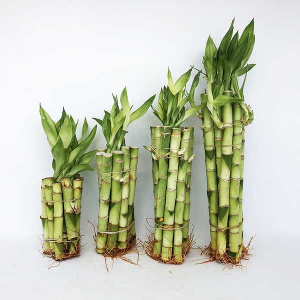 Lucky Bamboo Stalks - Different Sizes Available