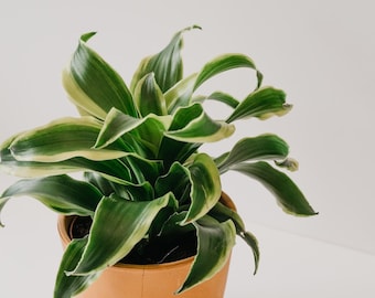 Dracaena 'Tornado Dragon' Variety of Dracaena