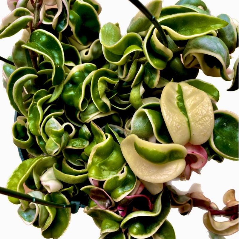 Variegated Hindu Rope Hoya - Etsy