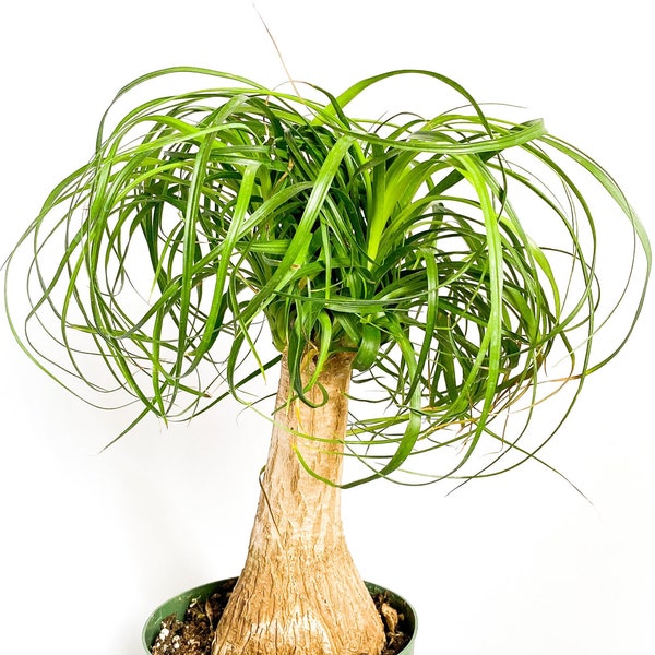 6" Ponytail Palm Beaucarnea Recurvata Elephants Foot Dog an Cat Safe Pet Safe