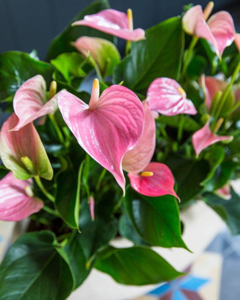 6 Large Anthurium Livium Air Purifying Plant Live Etsy