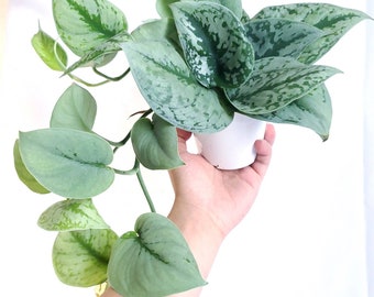 May include: A potted silver satin pothos plant with variegated green and silver leaves. The plant is in a white pot and is being held by a hand.