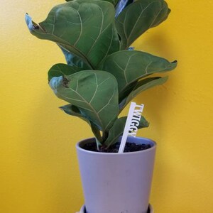 Houseplant Labels - Custom Foliage Plant Labels - Personalized Plant Labels - Beginner Houseplant Labels - Custom Plant Accessories