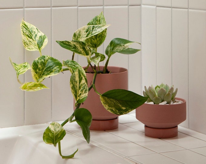 Short Ceramic Plant Pot with Saucer, Modern Matte Ceramic Planter, Minimalist Indoor Planter, Small Succulent Pot, Houseplant Lover Gift
