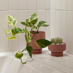 Short Ceramic Plant Pot with Saucer, Modern Matte Ceramic Planter, Minimalist Indoor Planter, Small Succulent Pot, Houseplant Lover Gift