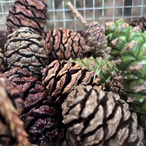 Green Opal Sequoia Pine Cone Pendant image 3