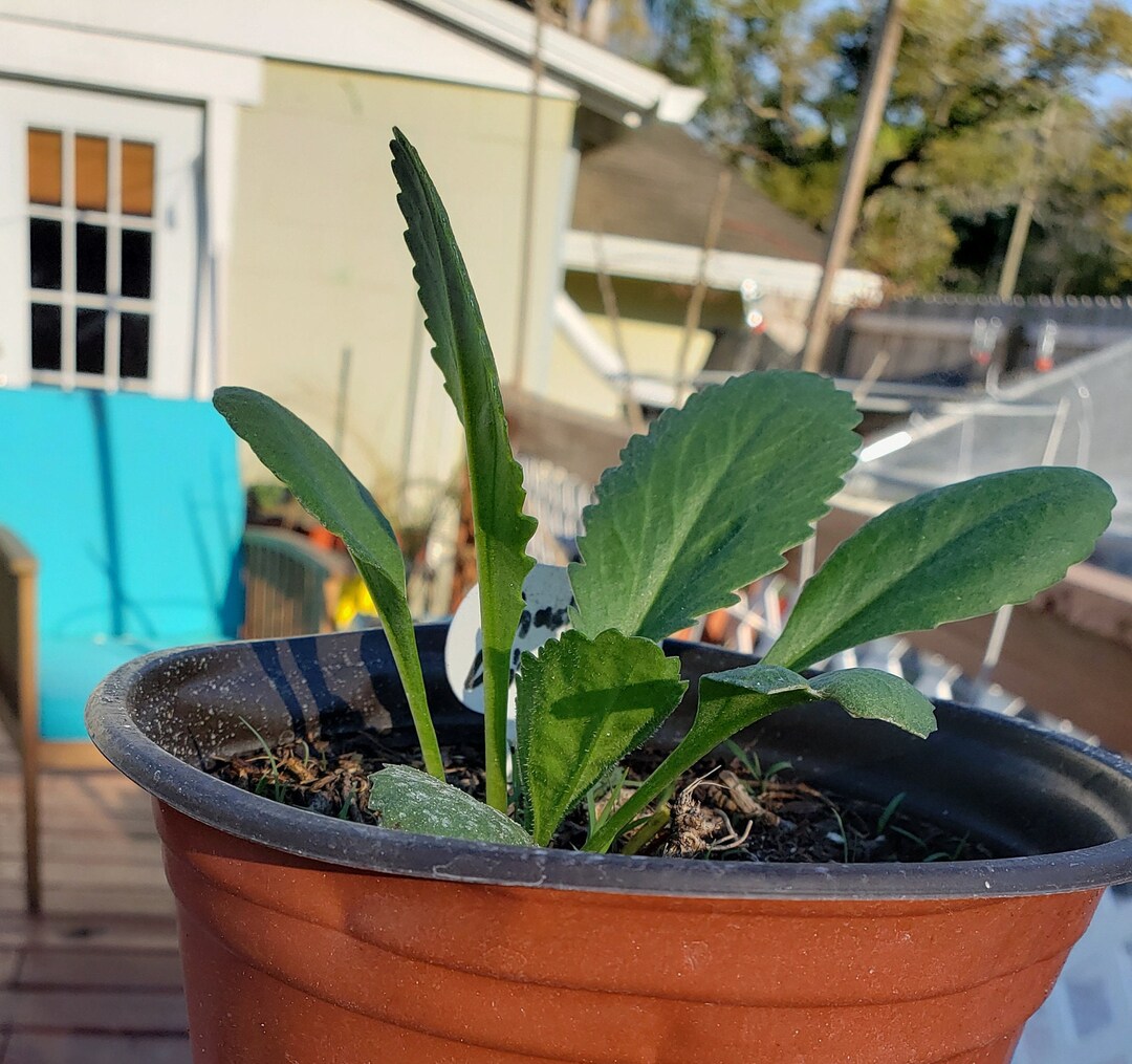 Live Organic Potted Shasta Daisy Plant read Description for Etsy