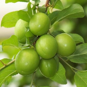 Gulluoglu Fresh Green Plums, Daily Harvest with Three Weight Options, Fresh Shipment from Gulluoglu Shop at the Spice Bazaar in Istanbul image 4