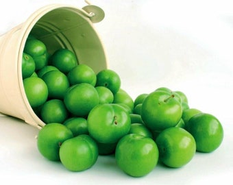 Frische grüne Gulluoglu-Pflaumen, tägliche Ernte mit drei Gewichtsoptionen, frischer Versand vom Gulluoglu-Shop im Gewürzbasar in Istanbul
