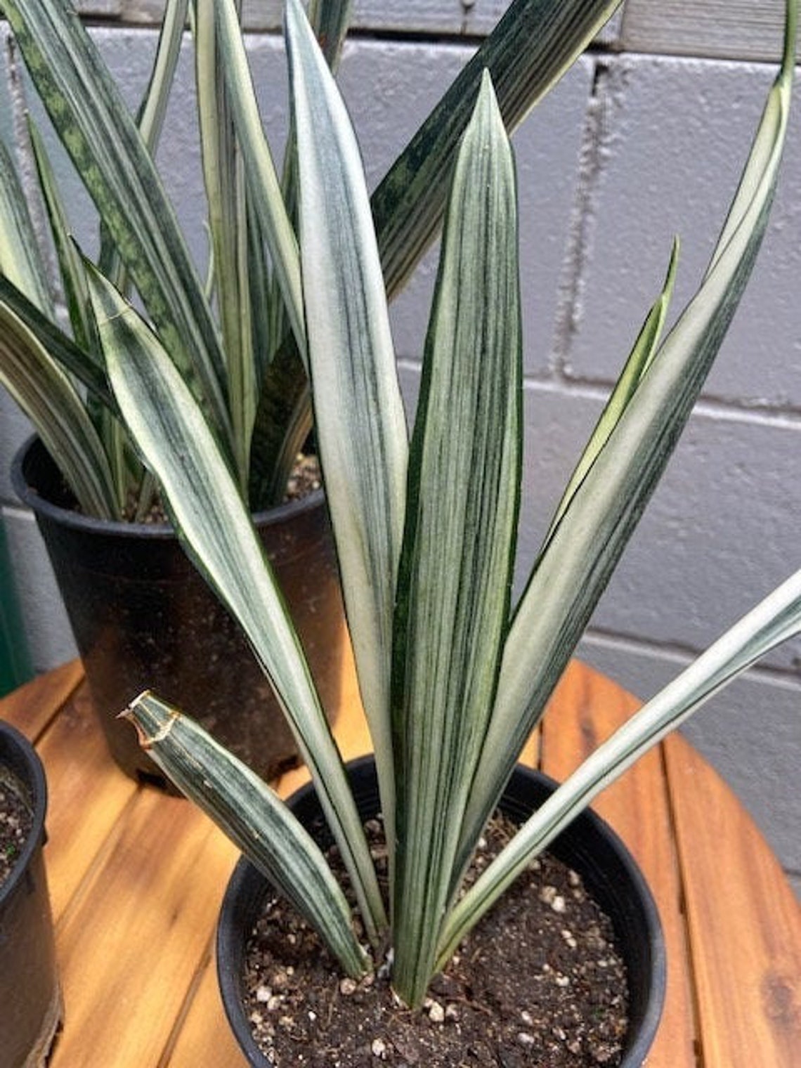 RARE Sansevieria White Snake Bantels Sensation | Etsy