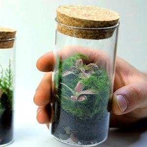 Mini Fittonia Terrarium – Cute Moss Ecosystem in Glass | Plant Lover Gift and Unique Small Desk Decor for Home or Office