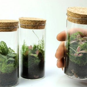 Fittonia Terrarium, a Cute Mini Ecosystem | The Perfect Gift for Plant Lovers