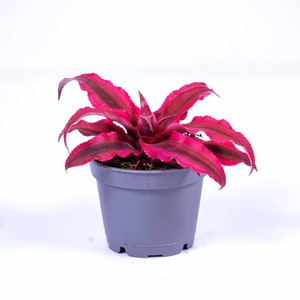 May include: A pink and green bromeliad plant in a grey pot. The plant has long, thin leaves with a striped pattern.