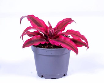 Könnte beinhalten: Eine rosa-grüne Bromelienpflanze in einem grauen Topf. Die Pflanze hat lange, dünne Blätter mit einem gestreiften Muster.