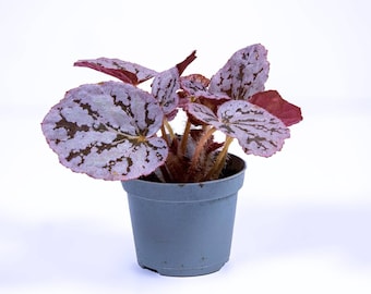 Begonia rex 'chayo' 6cm | Terrarium Plant