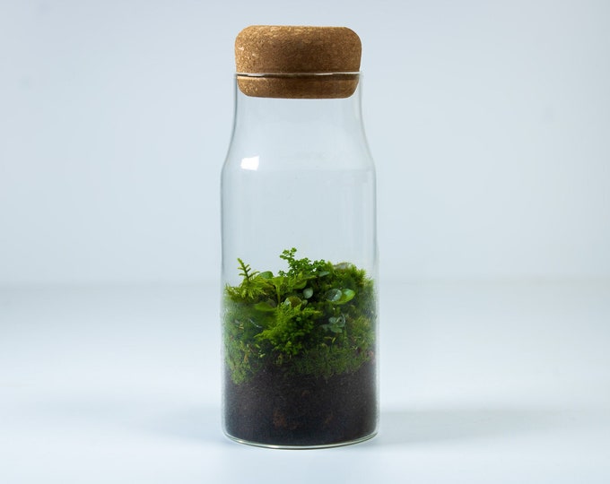 Bottled Forest Terrarium | Planted and Low Maintenance Sealed Terrariums