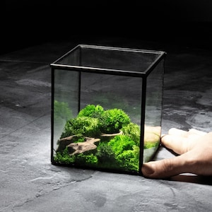 Moss Cube Terrarium Premade | A Ready-Assembled Geometric Green Centrepiece with Preserved Moss Art Decor