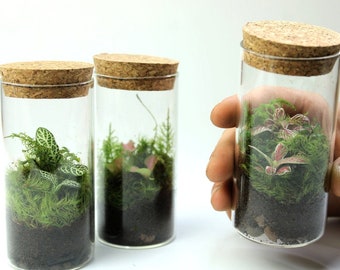 Fittonia Terrarium, un mini-écosystème mignon | Le cadeau parfait pour les amateurs de plantes