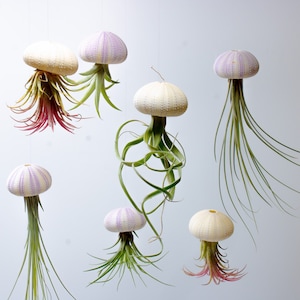 3 x Floating Jellyfish Airplant Hangers | Colourful Tillandsia Sea Urchin Shell Plant Decoration