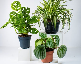 Large Tropical Houseplant Bundle | 12-16cm Mix of Closed Terrarium Plants