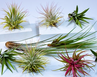 5 x Air Plants Mix | Tillandsia Terrarium Kit | Displays and Gifts