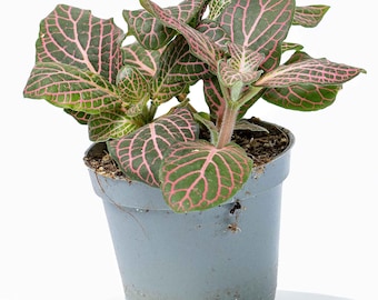 Fittonia albivenis Pink Nerve Plant 6cm  | Tropical Potted Colourful Houseplant