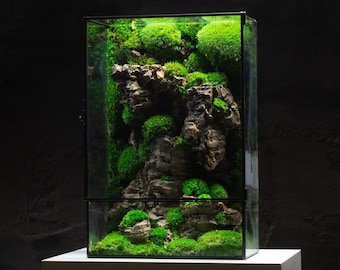 Terrario Moss Box / Una pieza central verde geométrica ya ensamblada con decoración artística de musgo preservado