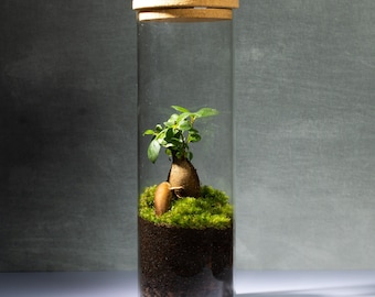 Ficus Ginseng Bonsai Terrarium – Living Ecosystem in Glass | Mindful Desk Decor and Plant Lover Gift for Home or Office
