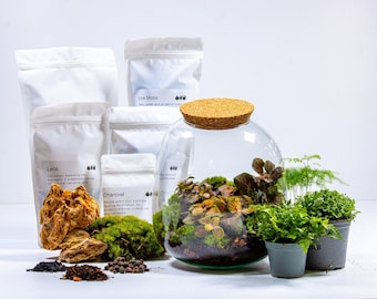 DIY Terrarium Kit Bulb Beginners Closed Terrarium Set Tropical plants  included