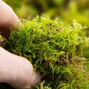 May include: A close-up shot of bright green moss, revealing its intricate, textured surface. A hand gently holds the moss, emphasising its natural, organic shape. The image highlights the lush, verdant details of the plant, ideal for crafting or decorative use.