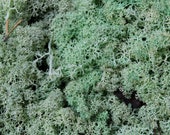 Premium Reindeer Moss Natural, Preserved Various Colours Terrariums Decorations Artwork Crafts 25 - 150g