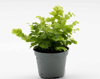 Adiantum fragrans 6cm Plant – Maidenhair Fern for Terrariums, Vivariums & Tropical Displays