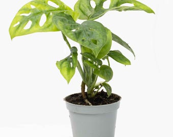 Monstera obliqua adansonii Leaf 6cm  | Tropical Potted Colourful Houseplant